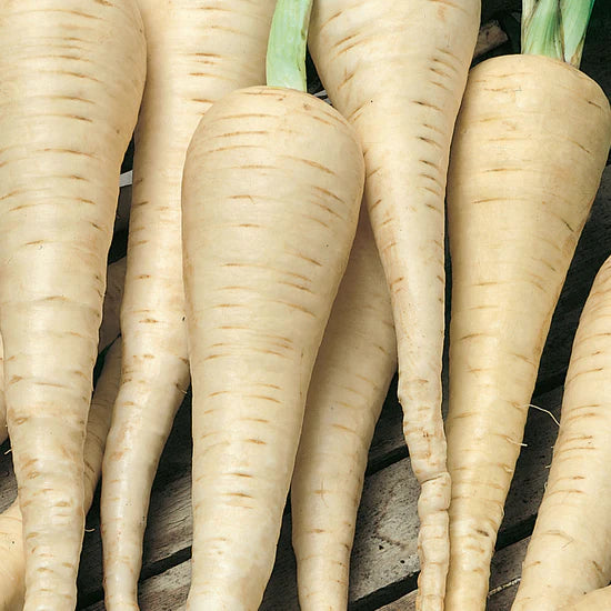 Parsnip White Gem