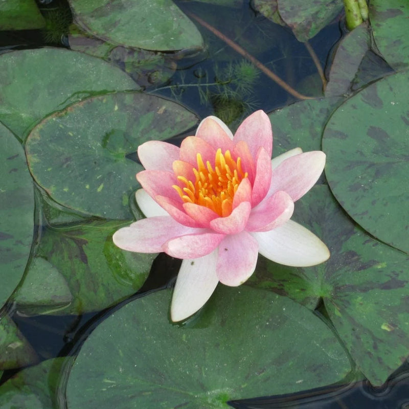 Nymphaea Aurora Water Lily P11