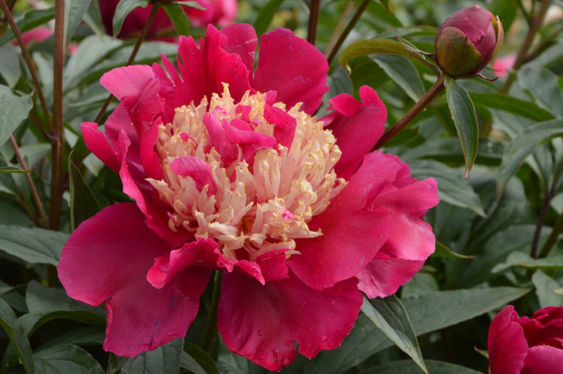 Paeonia lactiflora 'Tom Cat'
