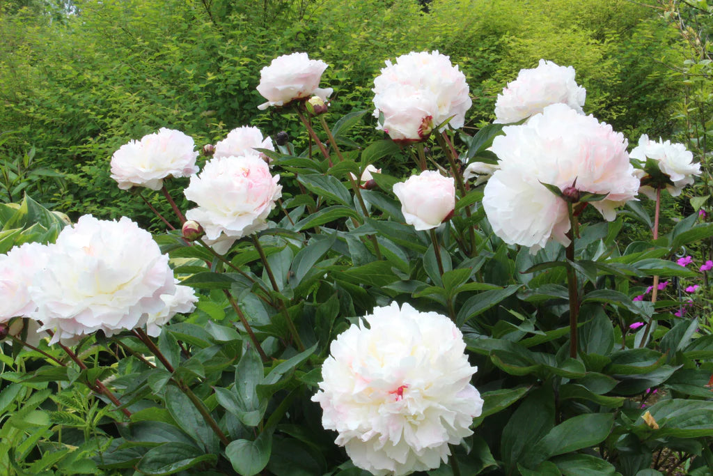 Paeonia 'Shirley Temple'