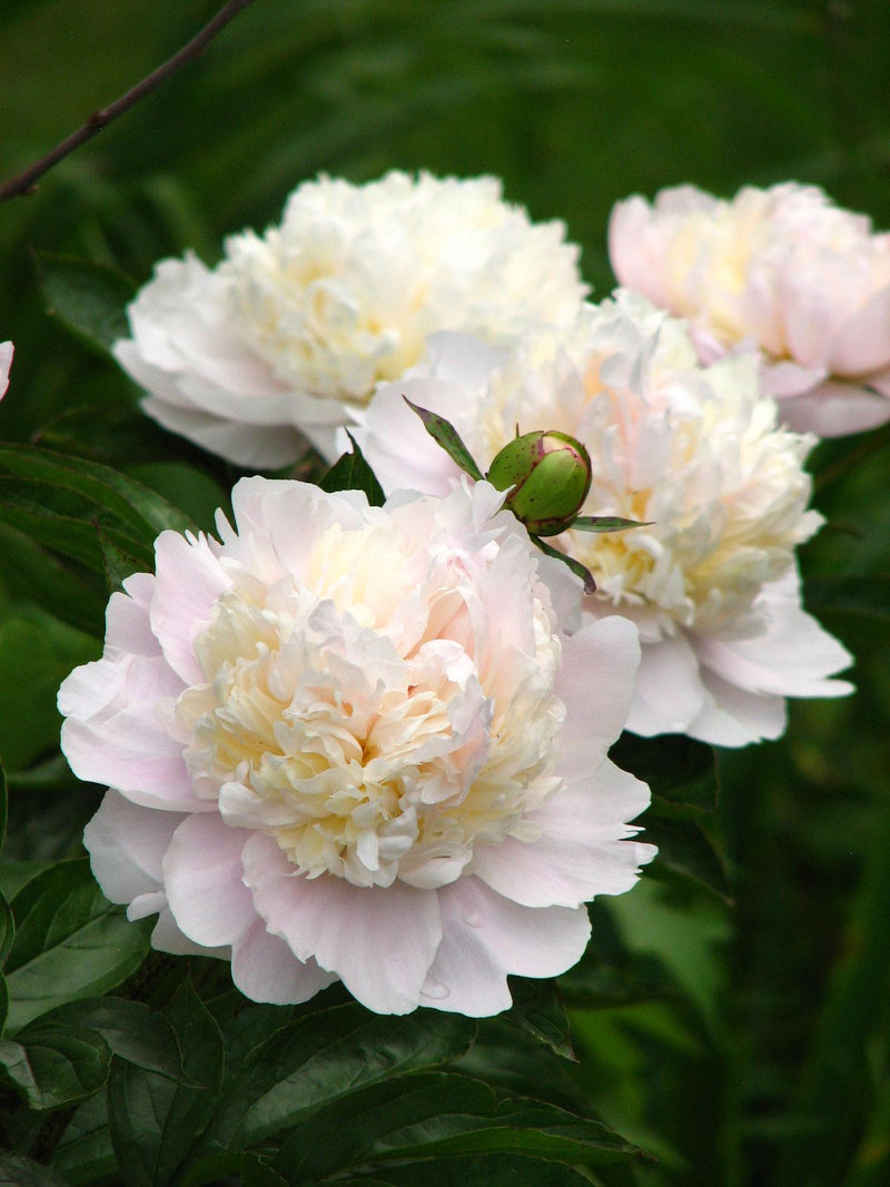 Paeonia 'Shirley Temple'