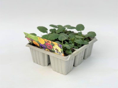 Pansy 6 Pack Mixed Colours