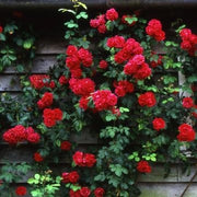 Pauls Scarlet Climbing Rose 4.5 Litre