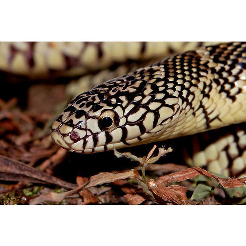 Buy Snakes Online Ireland Reptiles, Invertebrates & Amphibians Visit Newlands Reptile Centre