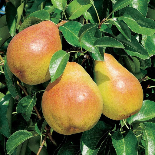 Pear 'Doyenne Du Comice'