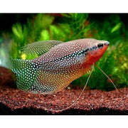 Gourami Pearl