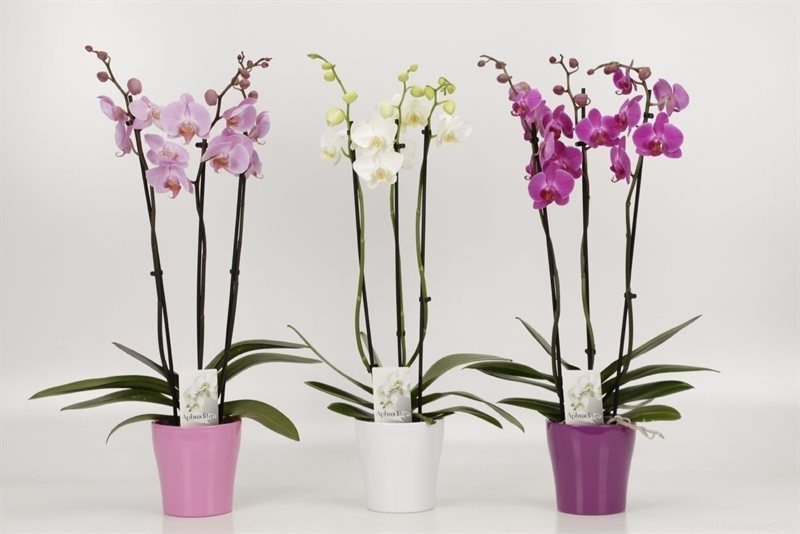 Orchid | Phalaenopsis mix 3 Stem 60-70 in Ceramic Pot