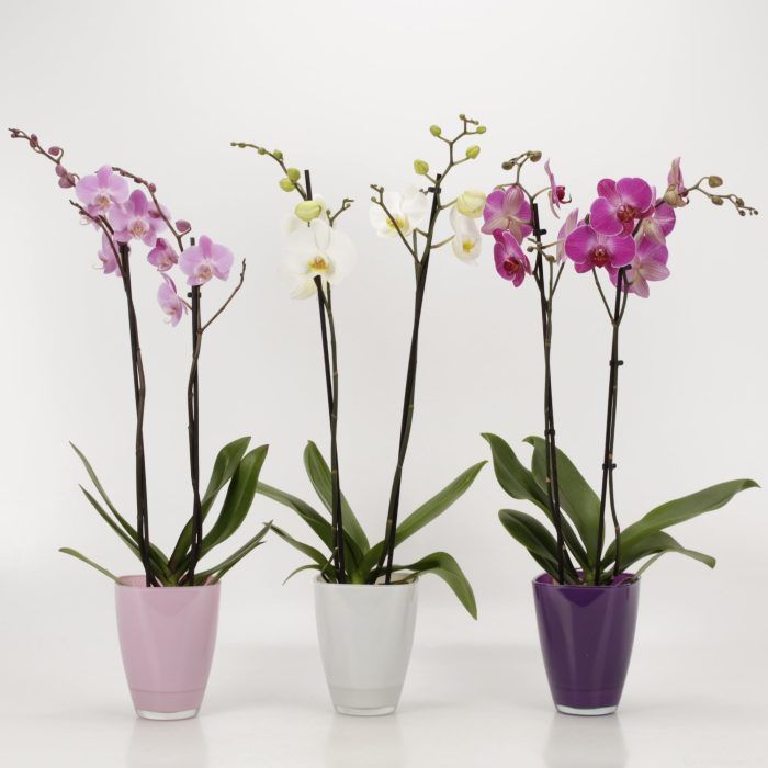 Orchid Mix Colours - Phalaenopsis Mix in 13cm Glasspot 'Bombay'