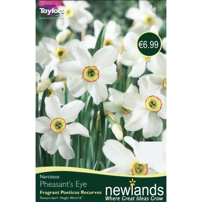 Daffodil - Narcissus 'Pheasants Eye'