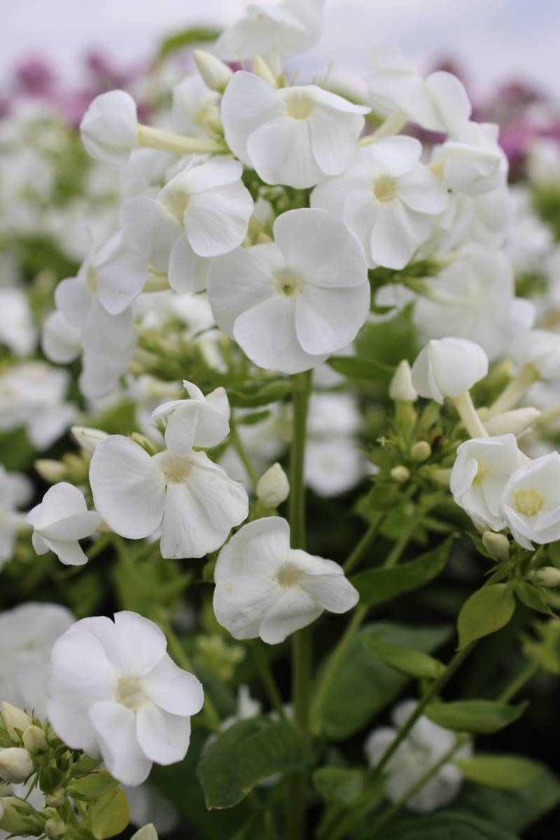 Phlox paniculata 'Danielle'