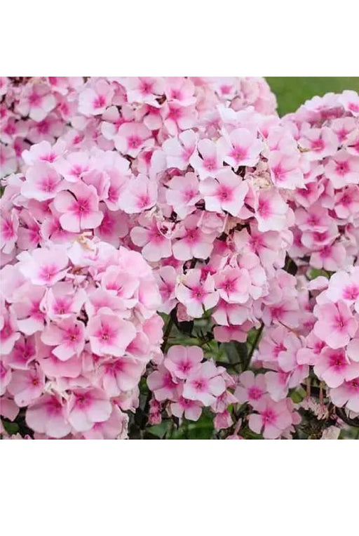 Phlox paniculata 'Famous Pink' 2L