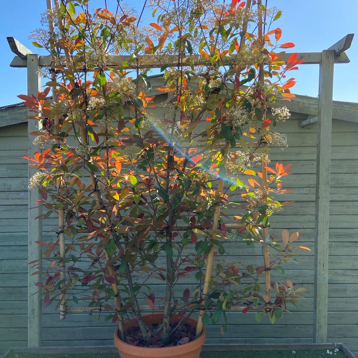 Photinia Serr. Red Robin Espallier 180cm x 120cm — Newlands Garden Centre
