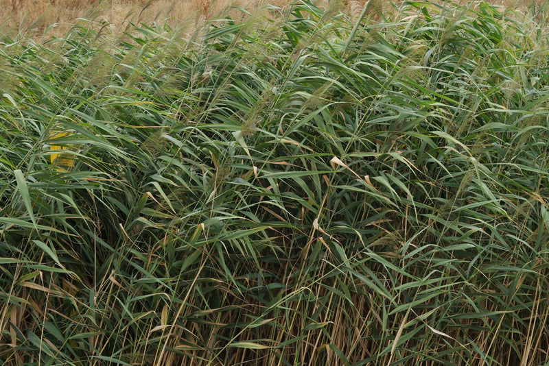 Phragmites australis | Common Reed P9