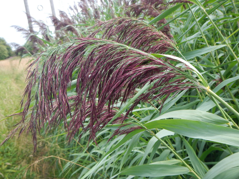Phragmites australis | Common Reed P9