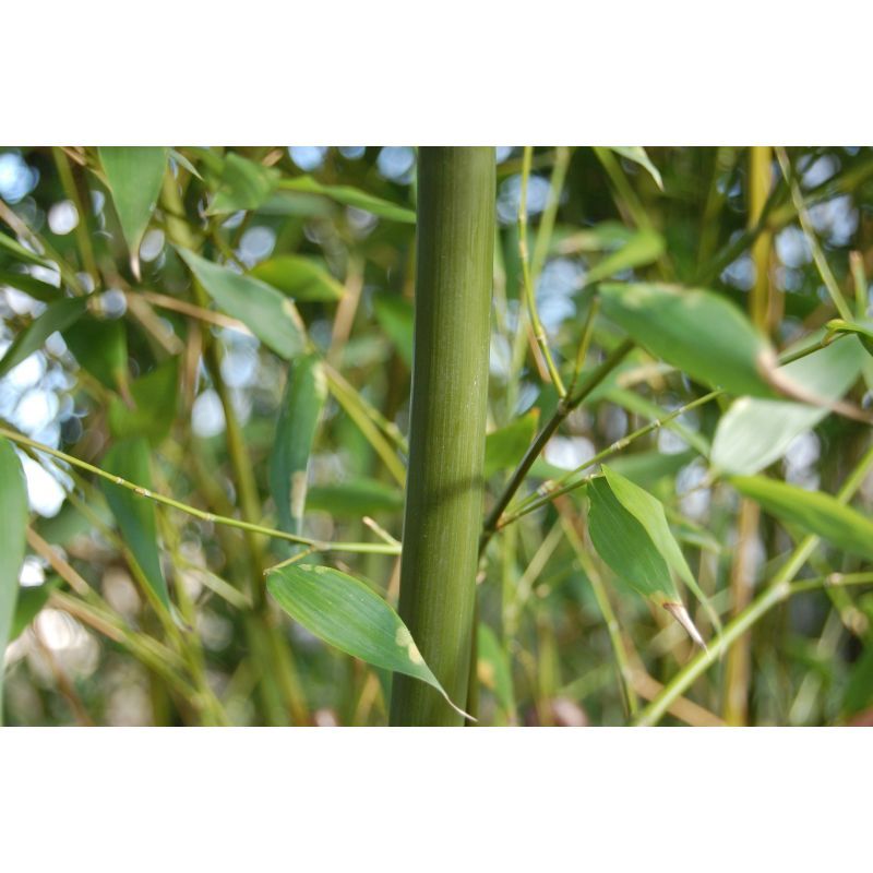 Phyllostachys Bissetii 125-150cm