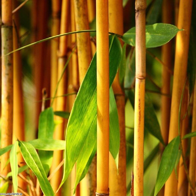 Phyllostachys aureos. 'Aureocaulis' 150cm