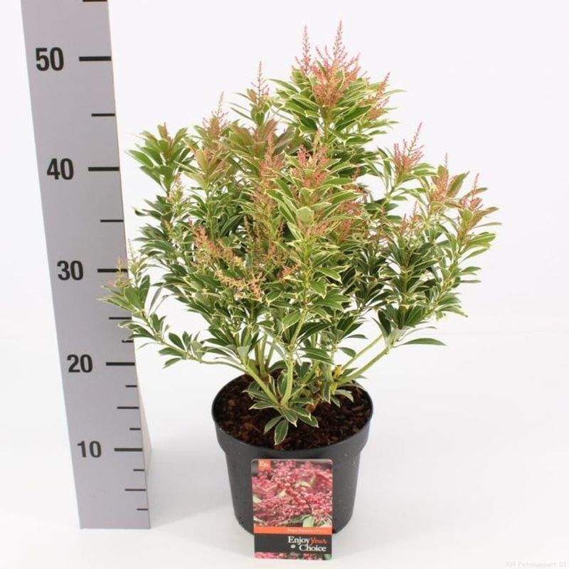 Pieris jap. Polar Passion 2Lt