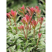 Pieris japonica 'Little Heath'