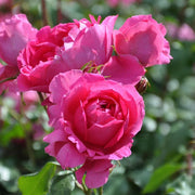 Pink Cloud Climbing Rose 4.5 Litre