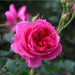 Pink Cloud Climbing Rose 4.5 Litre