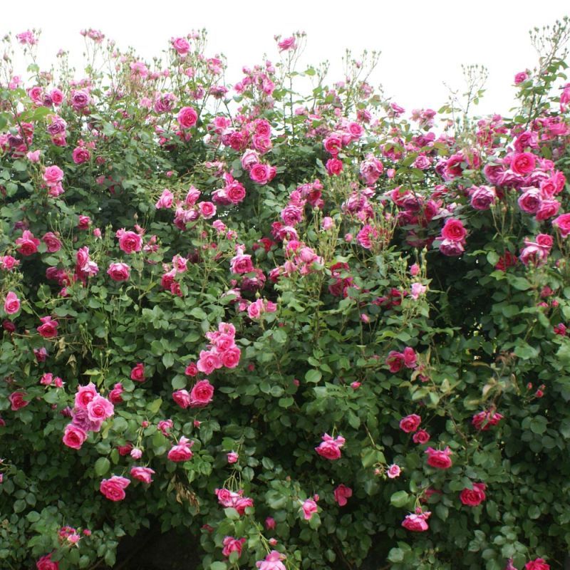 Pink Cloud Climbing Rose 4.5 Litre