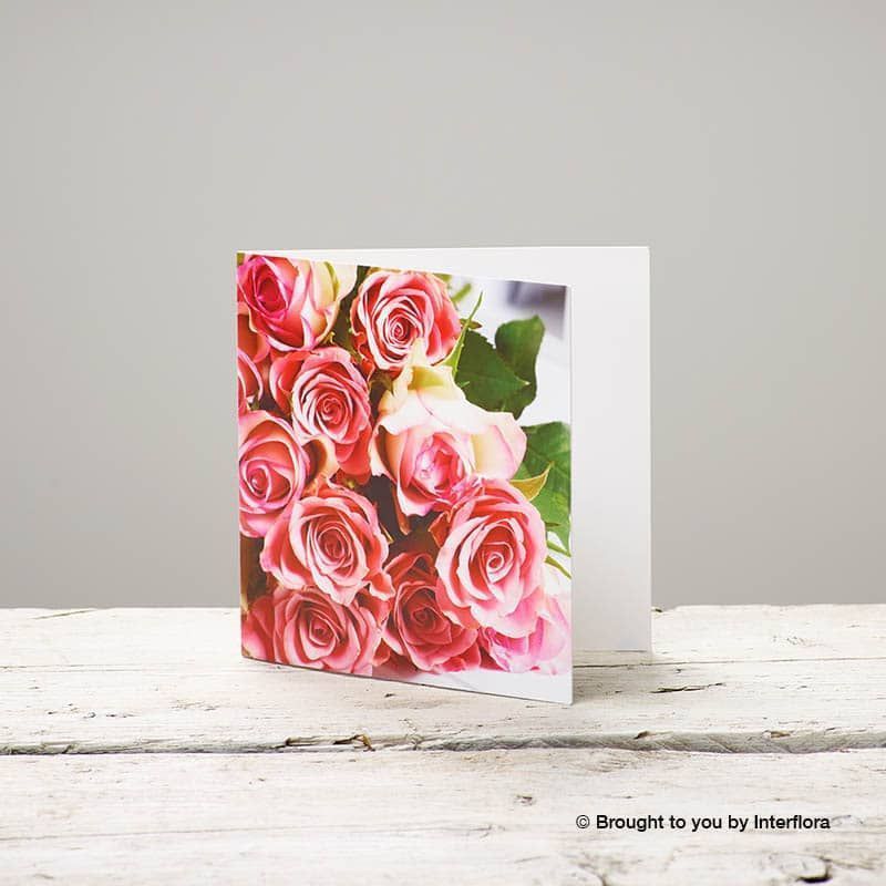 Pink rose Greeting Card