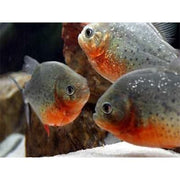 Piranha
