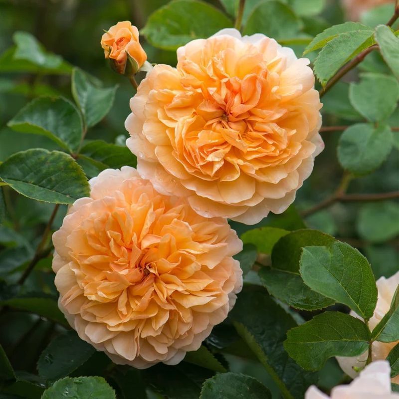 Port Sunlight David Austin Fragrant Rose 6 Litre