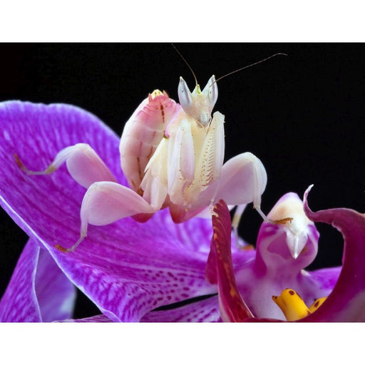 Praying Mantis Orchid