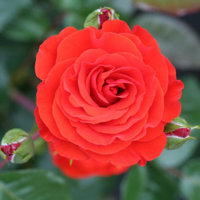 Precious Love Floribunda Rose 3.5 Litre