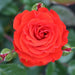 Precious Love Floribunda Rose 3.5 Litre