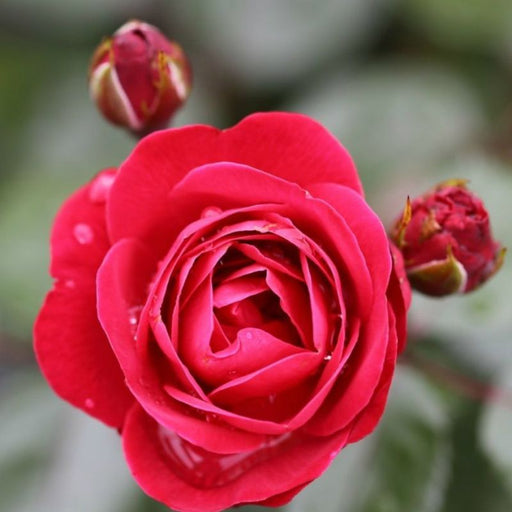 Precious Ruby Floribunda Rose 3.5 Llitre
