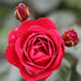Precious Ruby Floribunda Rose 3.5 Llitre