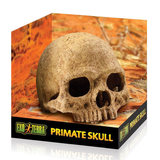 Exo Terra Primate Skull Medium