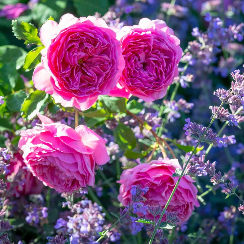 Priness Alexandra of Kent David Austin Fragrant Rose 6 Litre
