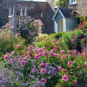 Priness Alexandra of Kent David Austin Fragrant Rose 6 Litre