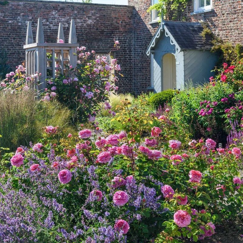 Priness Alexandra of Kent David Austin Fragrant Rose 6 Litre