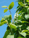 Prunus Padus Tiefurt