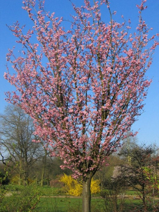 Prunus SargentII Rancho