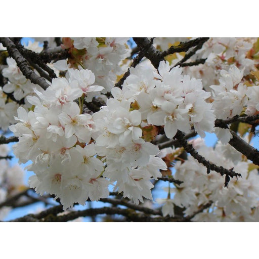 Prunus Serrulata TaiHaku | Cherry Blossom Tree 10 Litre
