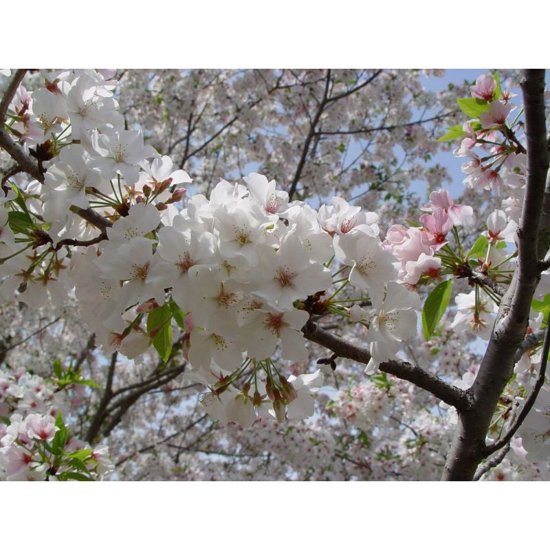 Prunus serrulata 'Shirofugen' - 10 Litre