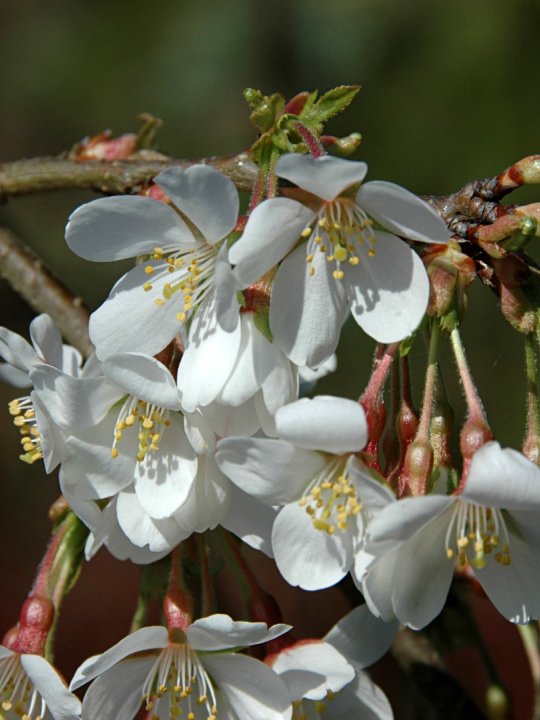 Prunus Yedoenesis Ivensii