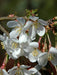 Prunus Yedoenesis Ivensii