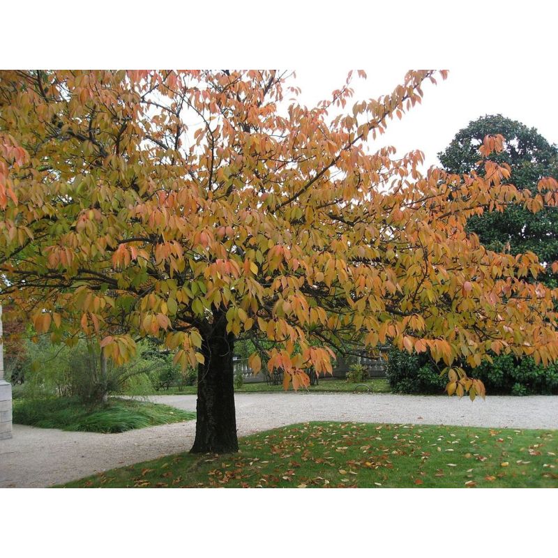 Prunus serrula - Tibetan cherry