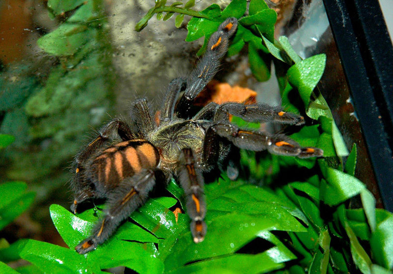 Venezuelan Suntiger Tarantula Psalmopoeus irminia Medium