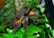 Venezuelan Suntiger Tarantula Psalmopoeus irminia Large