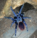 Brazilian Blue Tarantula Pterinopelma sazimai Small