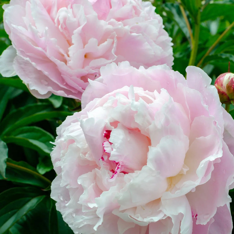 Paeonia 'Shirley Temple'