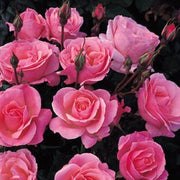 Queen Elizabeth Floribunda Rose 4.5 Litre