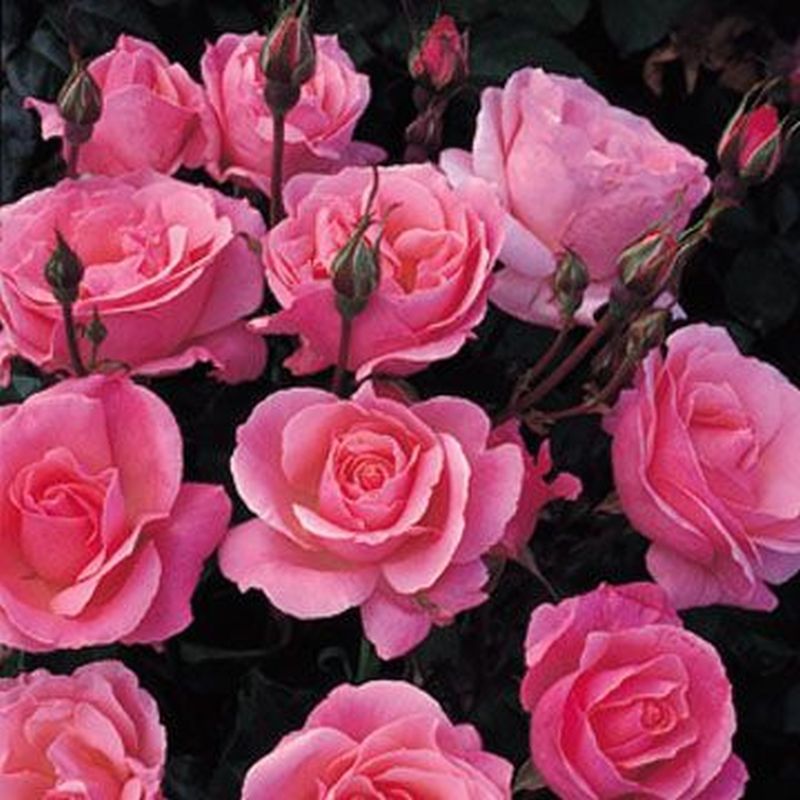 Queen Elizabeth Floribunda Rose 4.5 Litre
